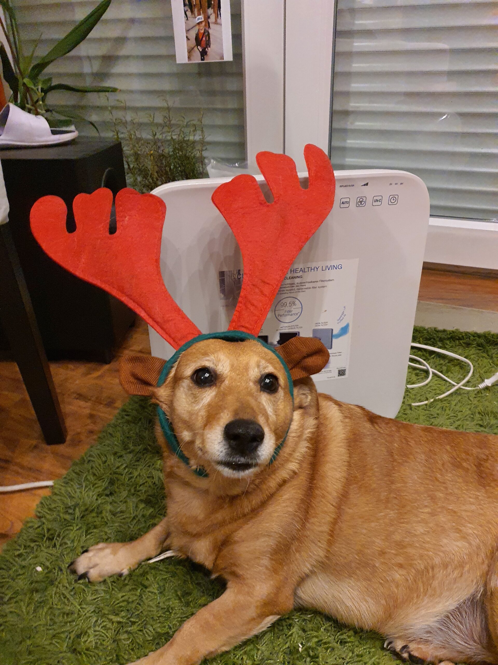 Pies Basia z rogami świątecznego renifera